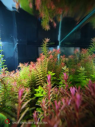 Lote de 8 plantas de acuario variado