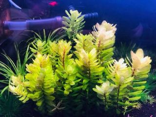 Lote de 8 plantas de acuario variado