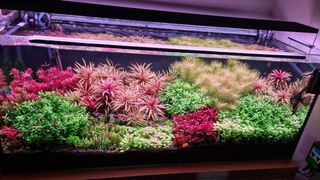 Lote de 8 plantas de acuario variado
