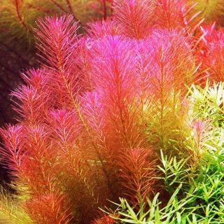 Lote de 8 plantas de acuario variado