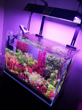 Lote de 10 plantas 🌱🌱 de acuario PRINCIPIANTES 