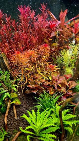 Lote de 10 plantas 🌱🌱 de acuario PRINCIPIANTES 
