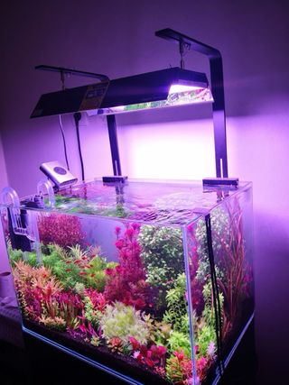 Lote de 10 plantas 🌱🌱 de acuario PRINCIPIANTES 