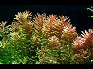 Lote de 10 plantas 🌱🌱 de acuario PRINCIPIANTES 