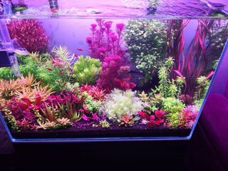 Lote de 12 plantas de acuario INICIACION 