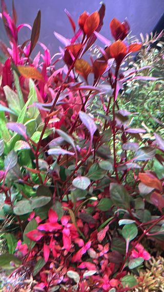 Lote de 12 plantas de acuario INICIACION 