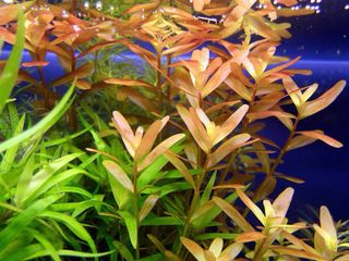 Lote de 12 plantas de acuario INICIACION 