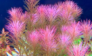 Lote de 12 plantas de acuario INICIACION 