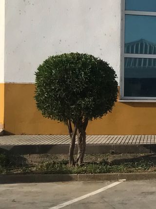 Jardineria y Limpiezas Profesionales