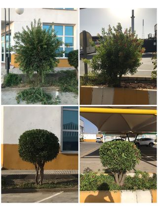 Jardineria y Limpiezas Profesionales
