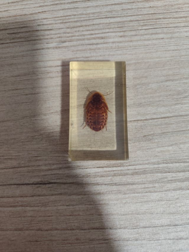 Blaptica dubia insecto real en resina