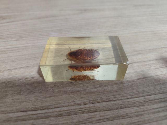 Blaptica dubia insecto real en resina