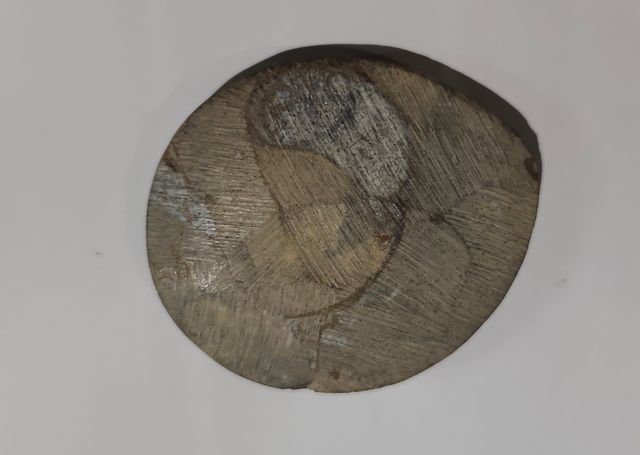 Fósil Amonites Pulido