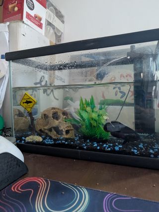 Acquario per pesci 