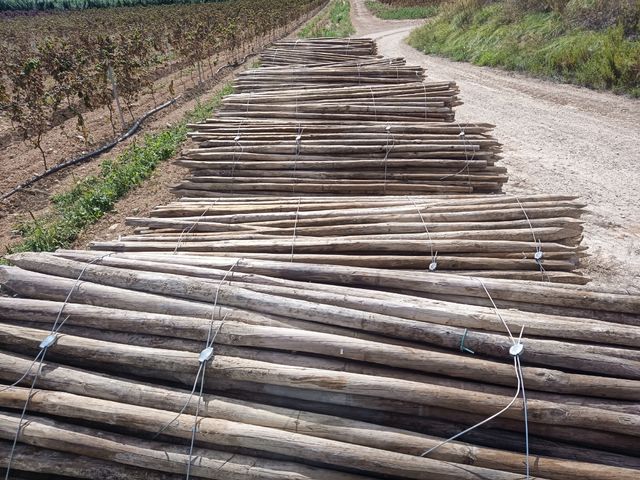 Postes de madera para viñedo
