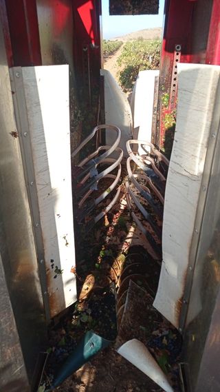 Vendimiadora Gregoire