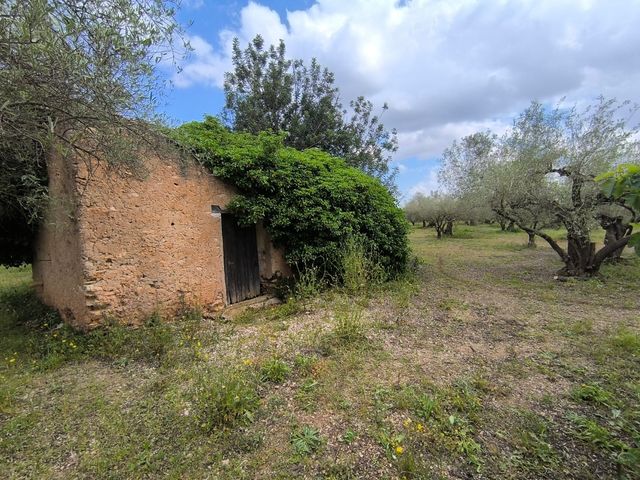 VENTA DE FINCA CON AGUA, CONSTRUCCIÓN Y OLIVOS EN