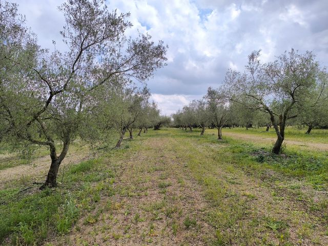 VENTA DE FINCA CON AGUA, CONSTRUCCIÓN Y OLIVOS EN