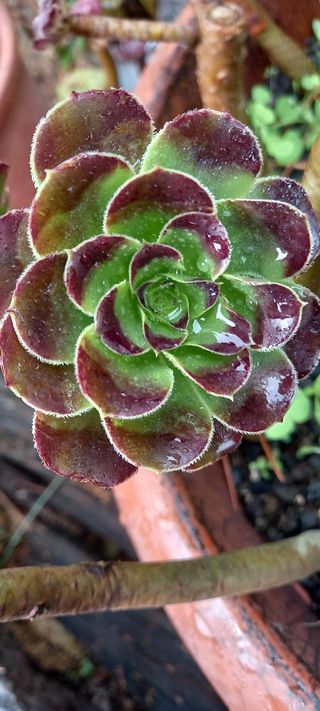 Piantine Aeonium
