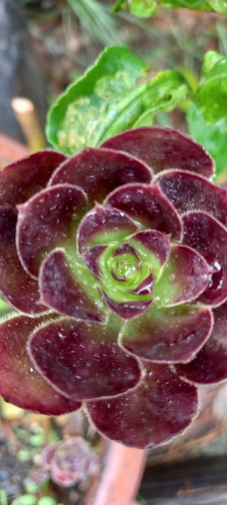 Piantine Aeonium