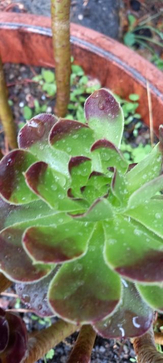 Piantine Aeonium
