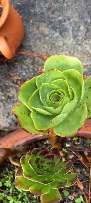 Piantine Aeonium