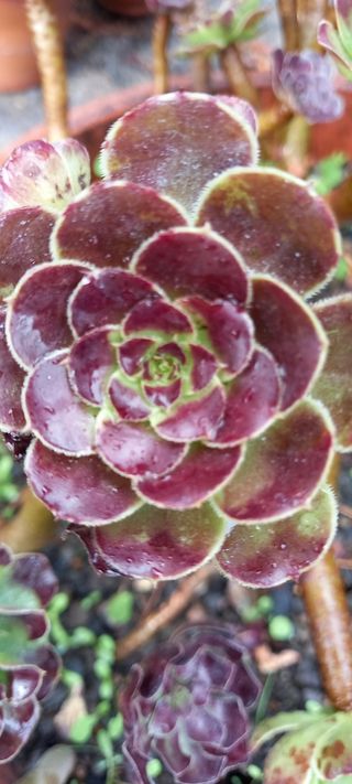 Piantine Aeonium
