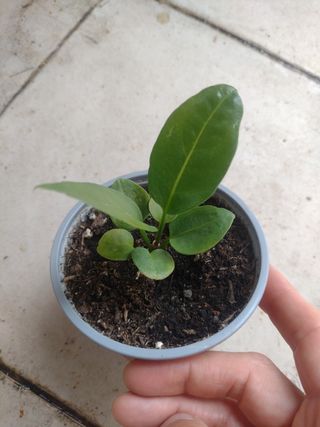 Anthurium Schlechtendalii. semillas