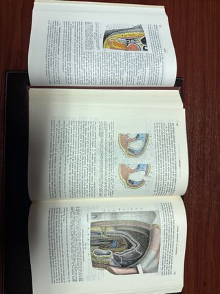 Anatomía topográfica