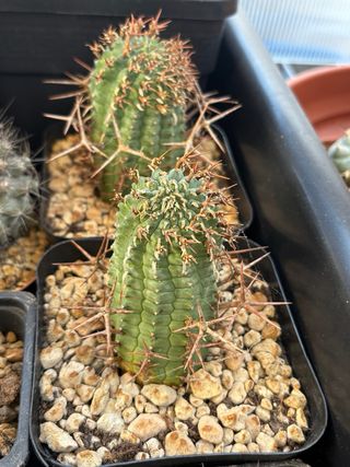 4 cactus succulenta Euphorbia stellaspina cactus