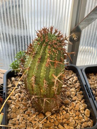 4 cactus succulenta Euphorbia stellaspina cactus