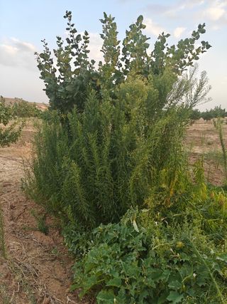 JARDINERO - DESBROCES