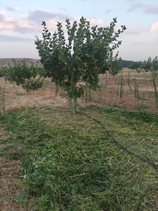 JARDINERO - DESBROCES