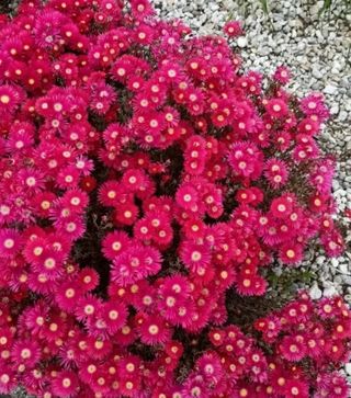 Lampranthus para Silvia