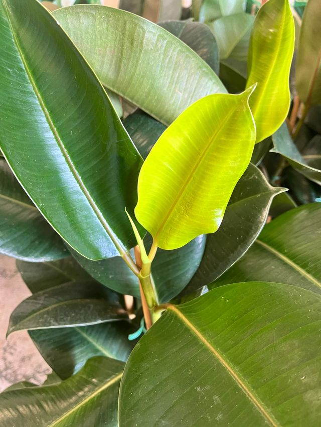 Planta Gomero Ficus Elastica