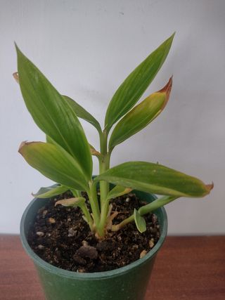 Azucena de porcelana. Alpinia Zerumbet