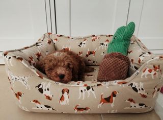 Cama para perro pequeño