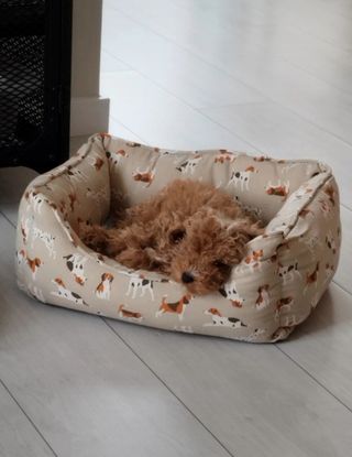 Cama para perro pequeño