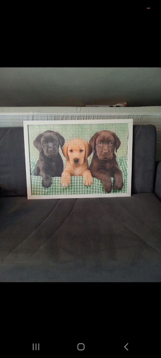 Puzzle 3 cuccioli Labrador