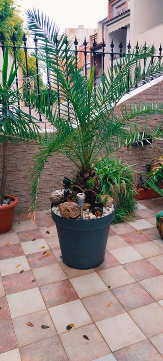 GRAN PALMERA PHOENIX XXL.