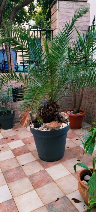 GRAN PALMERA PHOENIX XXL.