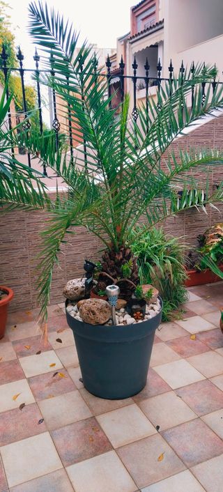 GRAN PALMERA PHOENIX XXL.