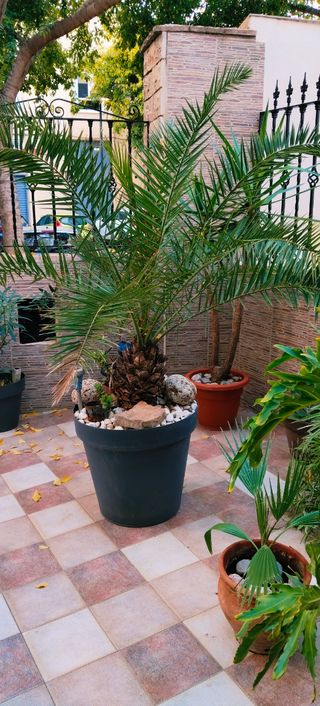 GRAN PALMERA PHOENIX XXL.