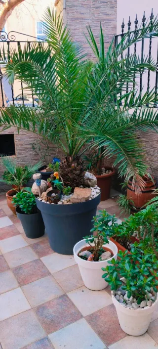 GRAN PALMERA PHOENIX XXL.