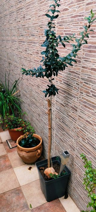 #OFERTA#OLIVO EN MACETA.