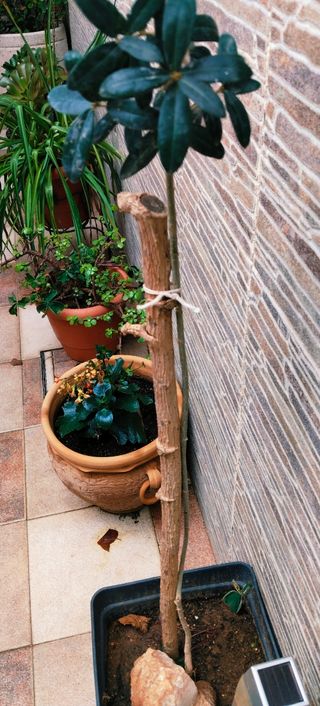 #OFERTA#OLIVO EN MACETA.