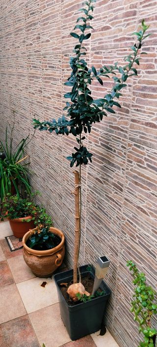 #OFERTA#OLIVO EN MACETA.