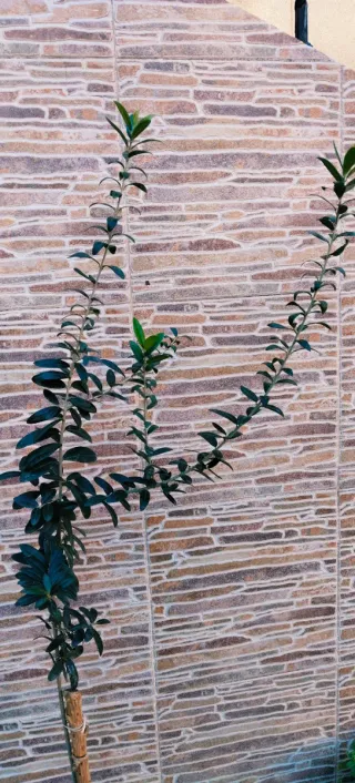 #OFERTA#OLIVO EN MACETA.