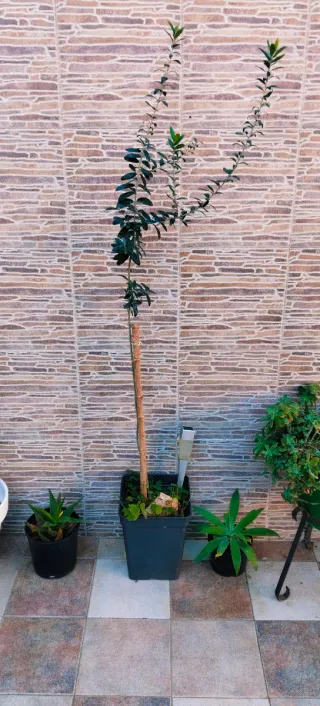 #OFERTA#OLIVO EN MACETA.