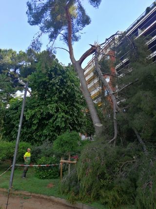 Jardinero, podador y desbrozas